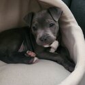 Blue English Staffy Puppy-3