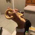 Albino Darwin Python size XL-0