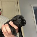 Purebred Miniature schnauzers puppies for sale-3