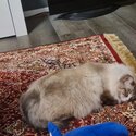 Selling purebreed ragdoll cat-3