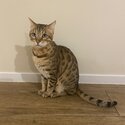 2x Pure Breed Bengal Cats -1