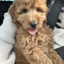 Golden Doodle 9 Week Old Puppy-3