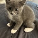 Gorgeous ragdoll kitten -0