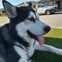 Alaskan Malamute for sale -2