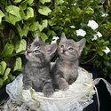 XBRITISH KITTENS-2