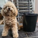 Friendly and Calm Cavoodle-4