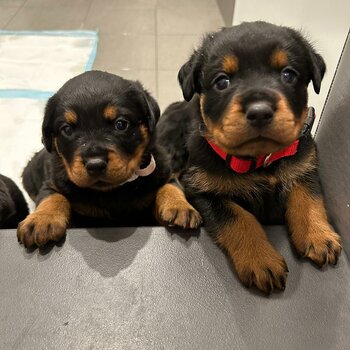 Pure bred rottweiler puppies