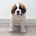 Adorable White and brown Saint Bernard puppies for sale-1