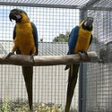 Pair of Blue &amp; Gold Macaws-0