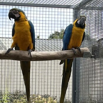 Pair of Blue & Gold Macaws