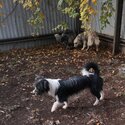 Border Collie X Lhasa Apso. -1