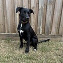 Short hair border collie puppy -2