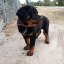 Purebred Rottweiler pups-0