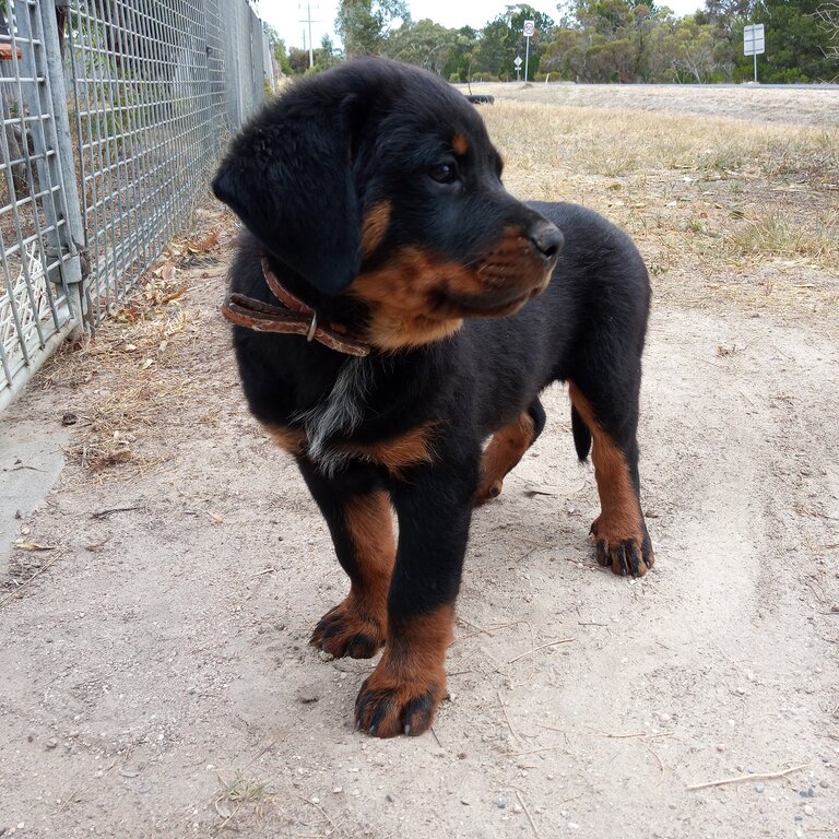 Purebred Rottweiler pups