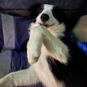 Female Border Collie