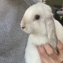 Year old rabbits need homing, toilet trained-2