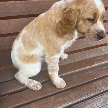 Brittany Dog for sale