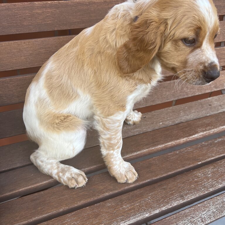 Brittany Dog for sale