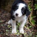 Female Border Collie