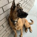 Loving dog in need of new home-2