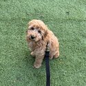 Golden Doodle 9 Week Old Puppy-1