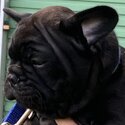 PUREBRED REGISTERED MALE FRENCH BULLDOG-3