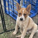 Red Cattle Puppies -2