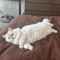 Persian cat for adoption -1