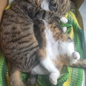 Two Tabby cats looking for a loving home-1