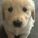 PURE BRED GOLDEN RETRIEVER PUPPIES ( 5 LEFT)-3