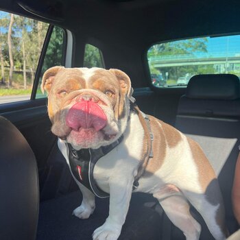 British Bulldog - Ralph 3 years old 