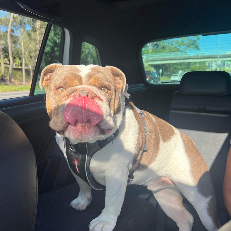 British Bulldog - Ralph 3 years old 