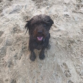 5 y/o male Lagotto Romangola 