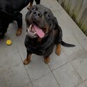 2 beautiful Rottweiler boys-4