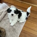 Adorable fluffy Maltese Shihtzu puppies-2