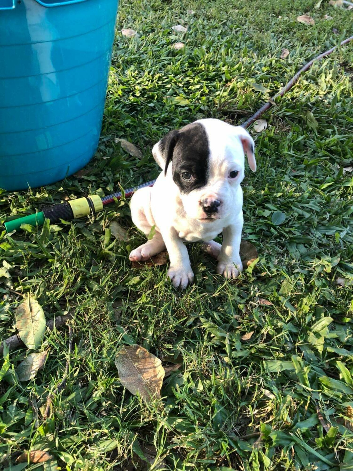 American bulldog pups