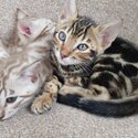 PURE BENGAL KITTENS-0