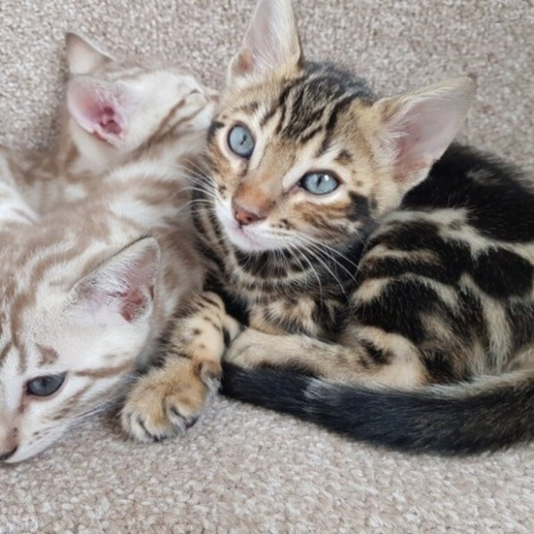 PURE BENGAL KITTENS