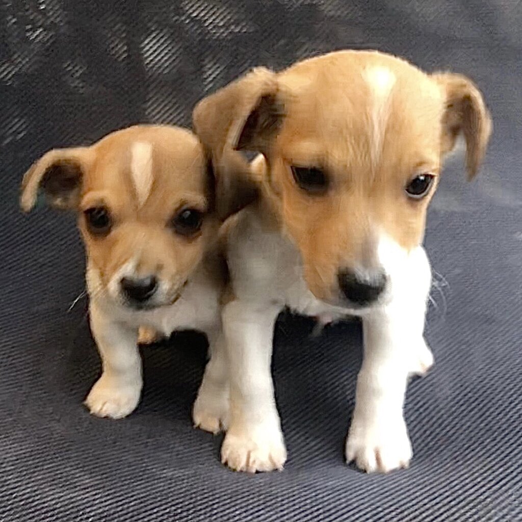 TEACUP Chihuahua x puppies