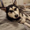 3 year old Siberian Husky-2