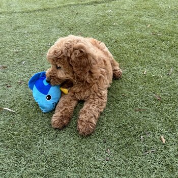 Golden Doodle 9 Week Old Puppy