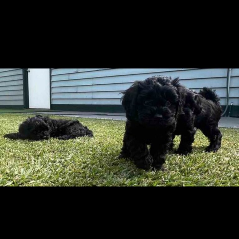 Toy Cavoodle Puppies