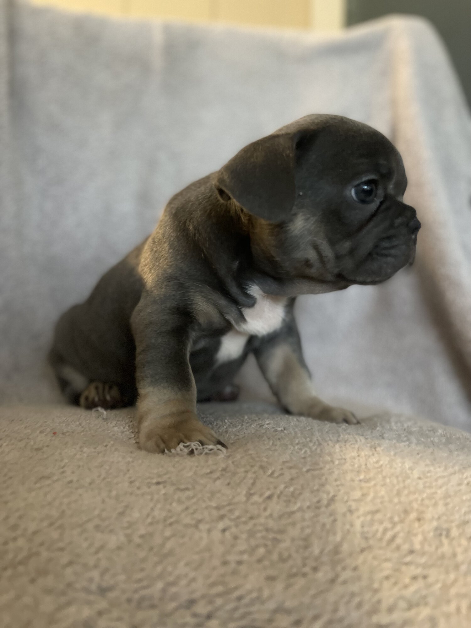 PUREBRED BLU/TAN PEDIGREE FRENCH BULLDOG