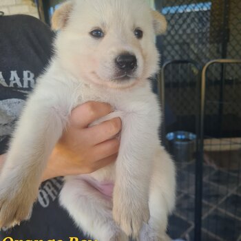 Shepsky Puppies x 8 - White Swiss Shepherd/Siberian Husky