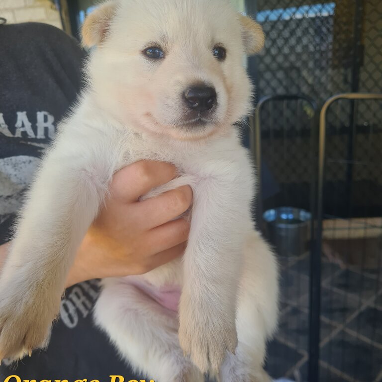 Shepsky Puppies x 8 - White Swiss Shepherd/Siberian Husky