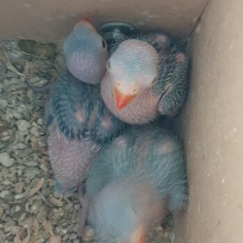 Indian ringnecks non dna 