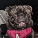 Pug, Very Pretty-0