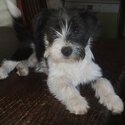 Border Collie X Lhasa Apso. -3