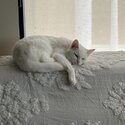 SNOW - small white cat-2