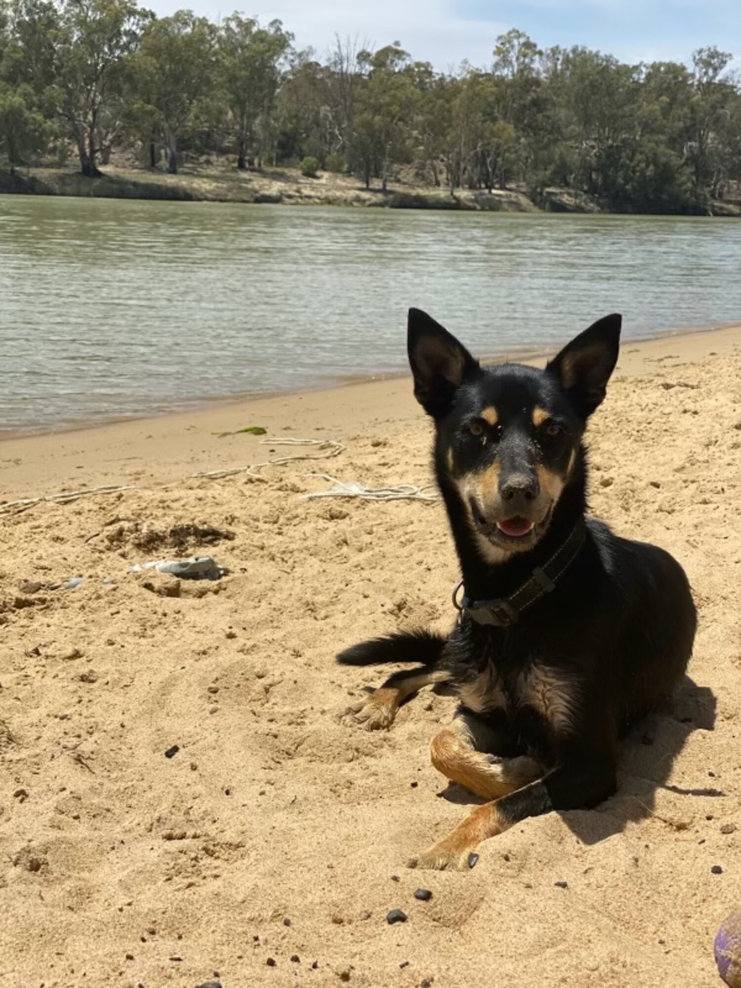 Pure bred black and tan kelpie